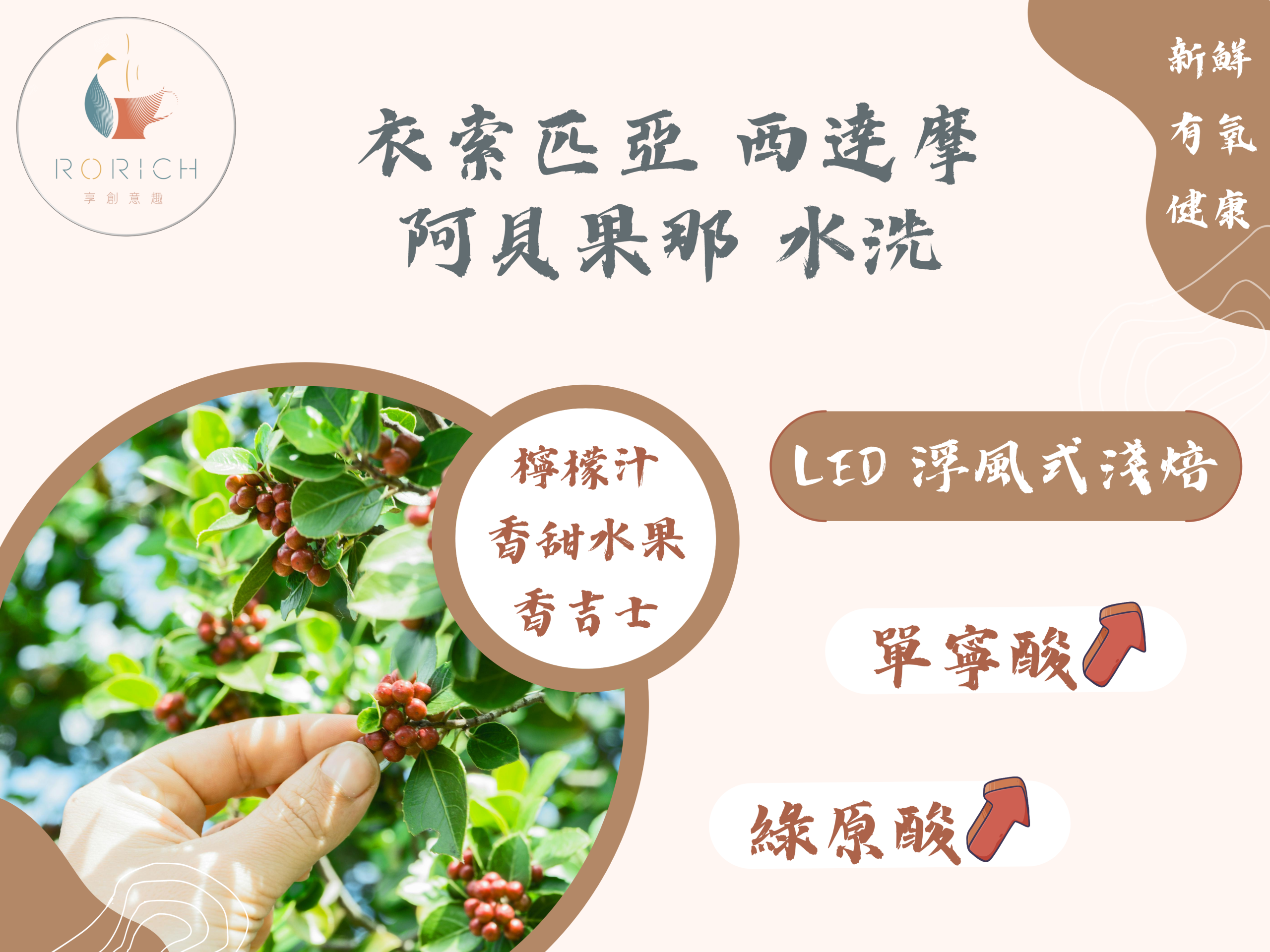 9173 衣索匹亞 西達摩 阿貝果那 scaled